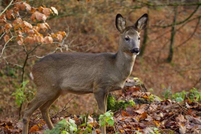 Autounfälle mit Tieren vermeiden