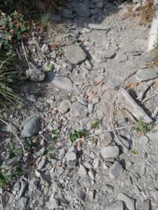 Entbuschung Boppard: Dammigbach ausgetrocknet