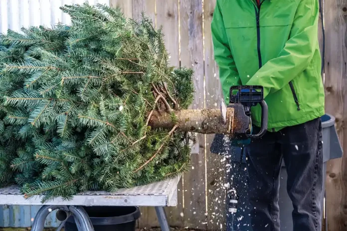Weihnachtsbäume aus der Region